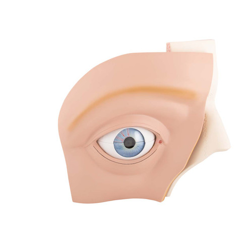 1001264-1 Oko: Model oka s očnicí, 5x zvětšeno, 12 dílů