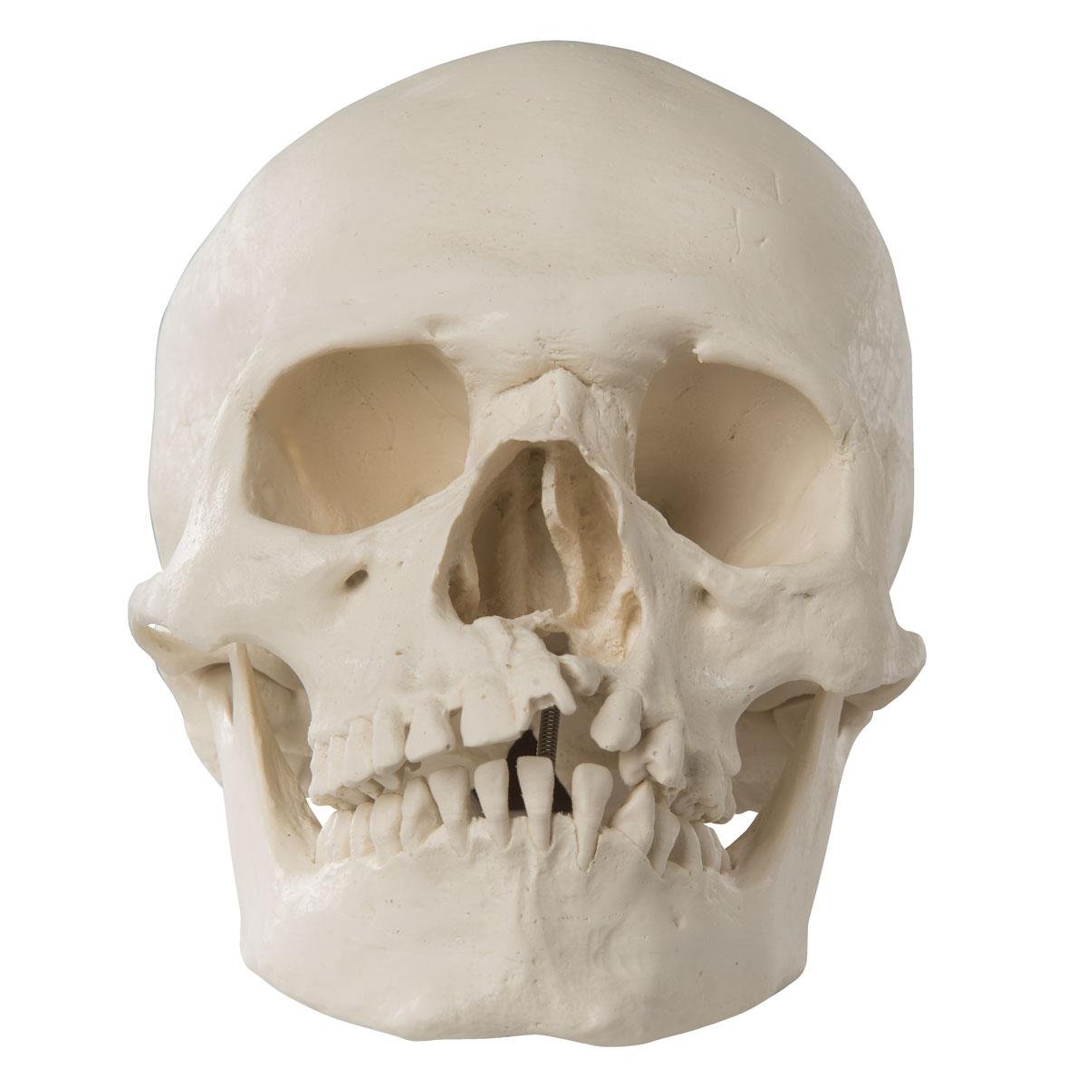 Нижняя челюсть с черепом подвижные. Человеческий череп челюсть. Нижняя челюсть человеческий череп.