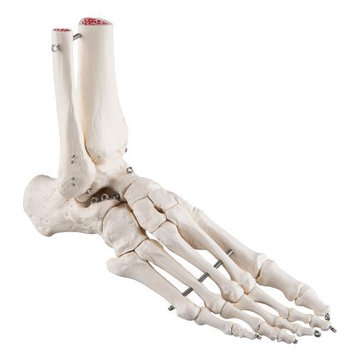 AM110-0065 Končetiny: Chodidlo levé s kotníkem, včetně části kosti holenní a lýtkové, spojeno drátem