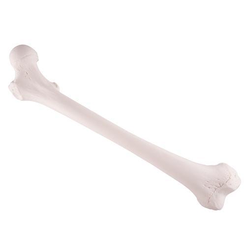 AM110-0067 Kosti, části kostry: Femur levý
