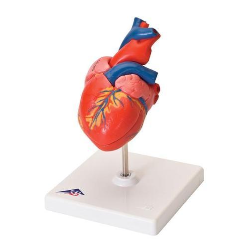 AM110-0243 Srdce, oběhový systém: Klasický model srdce, 2 díly