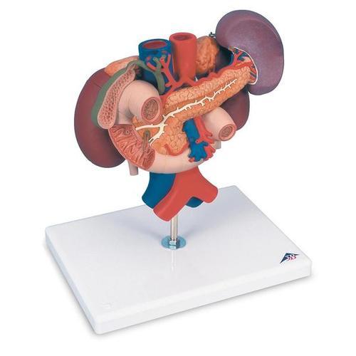 AM110-0283 Trávící soustava: Model ledviny se zadními orgány horní části břicha