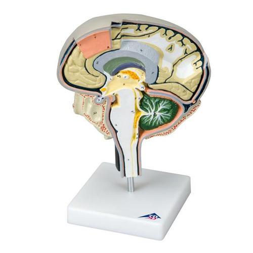 AM110-0461 Mozek, nervová soustava: Model mozku s mediálním a sagitálním řezem