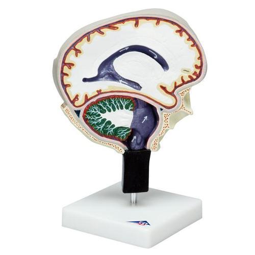 AM110-0462 Mozek, nervová soustava: Model cirkulace mozkomíšní tekutiny