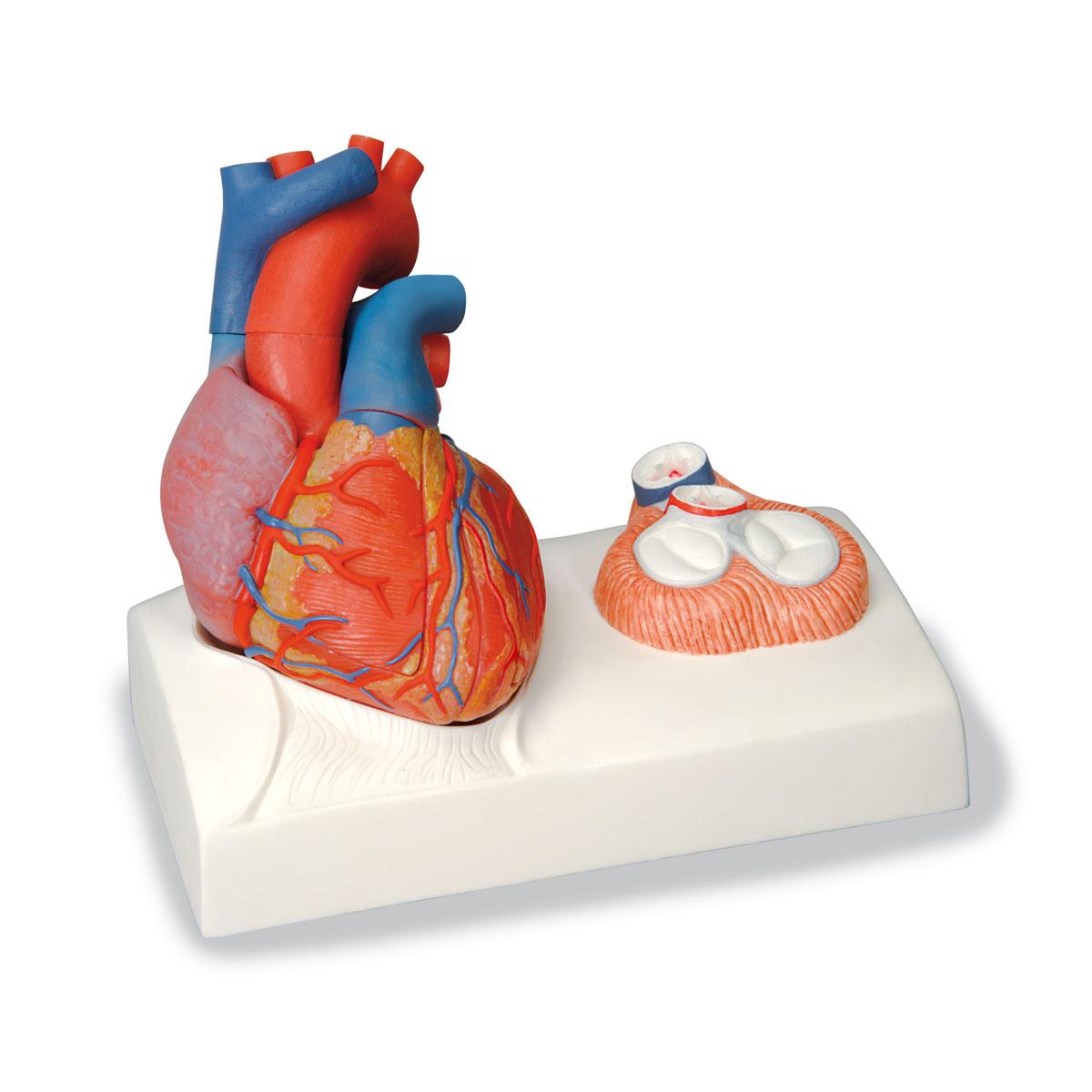 AM110-06115 Srdce, oběhový systém: Magnetický model srdce, 5 dílů