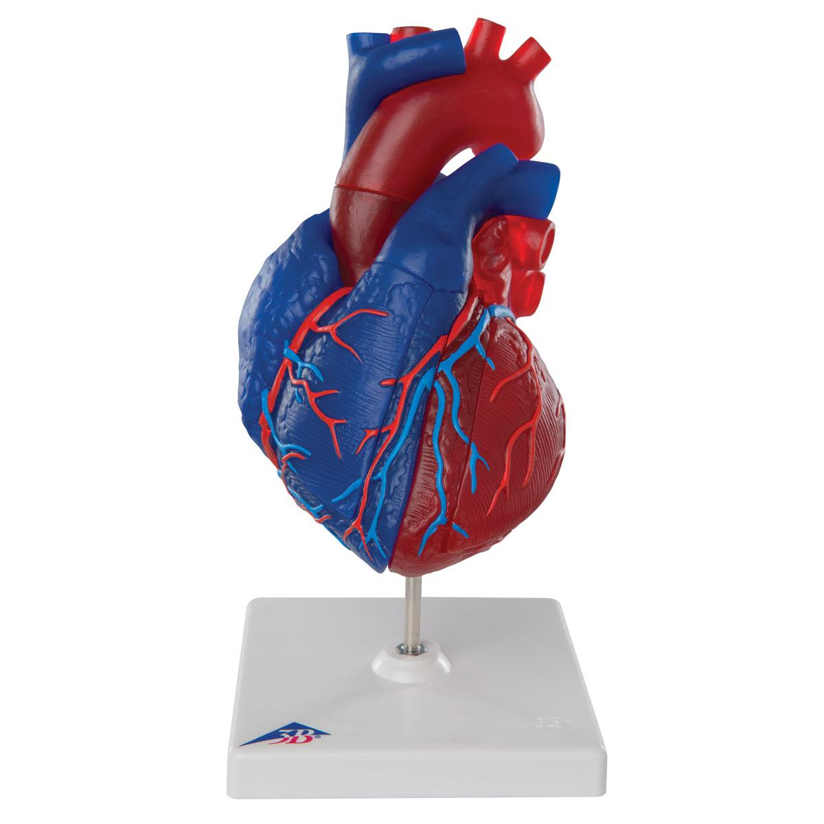 AM110-0612 Srdce, oběhový systém: Magnetický model srdce, 5 dílů