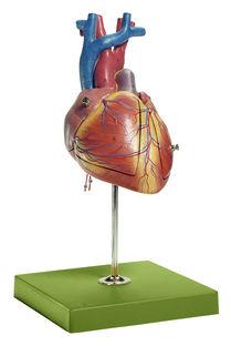 AM150-0166 Srdce, oběhový systém - Somso Modelle: Srdce plodu