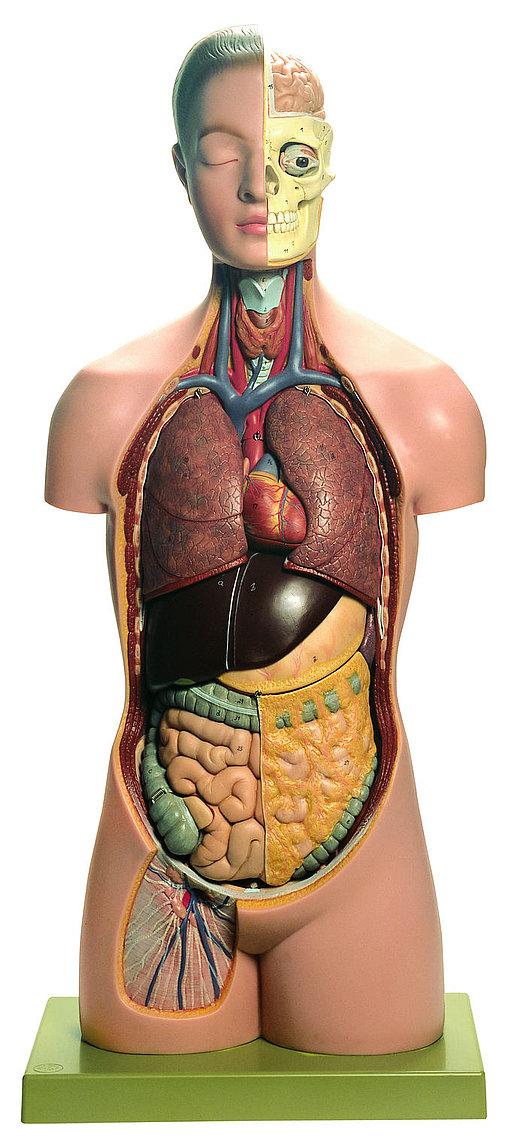 AS16-1 Anatomické torzo - Somso Modelle: Torso mladého muže s hlavou