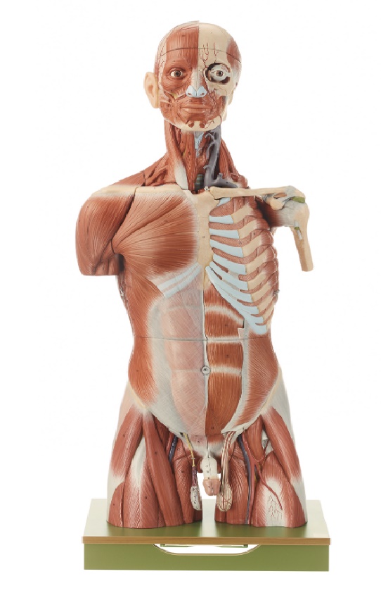 AS17-1-14 Anatomické torzo - Somso Modelle: Svalové torzo mladého muže s hlavou, životní velikost, 35 dílů