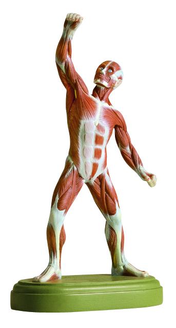 AS3-1-1 Svalová postava - Somso Modelle: Mužská svalová postava-barevné rozlišení,23cm