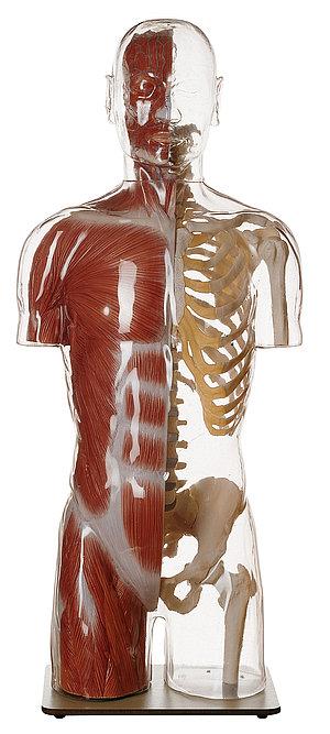 AS9-1-1 Anatomické torzo - Somso Modelle: Model průsvitného svalového trupu s hlavou