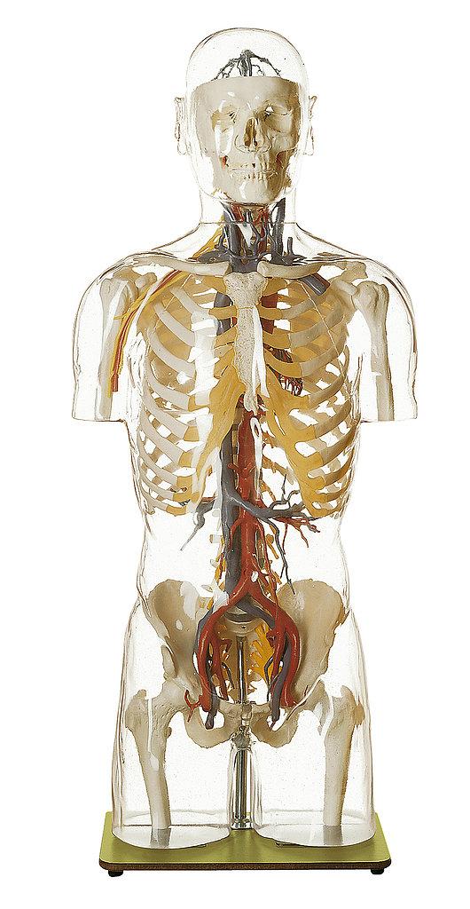 AS9-3-1 Anatomické torzo - Somso Modelle: Průhledné torzo s cévami a hlavou