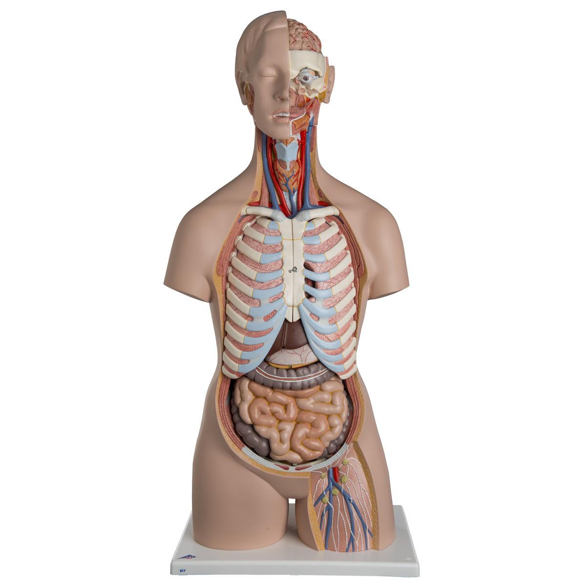 B176 Anatomické torzo: Klasické torzo bezpohlavní s odhalenou páteří, 21 dílů