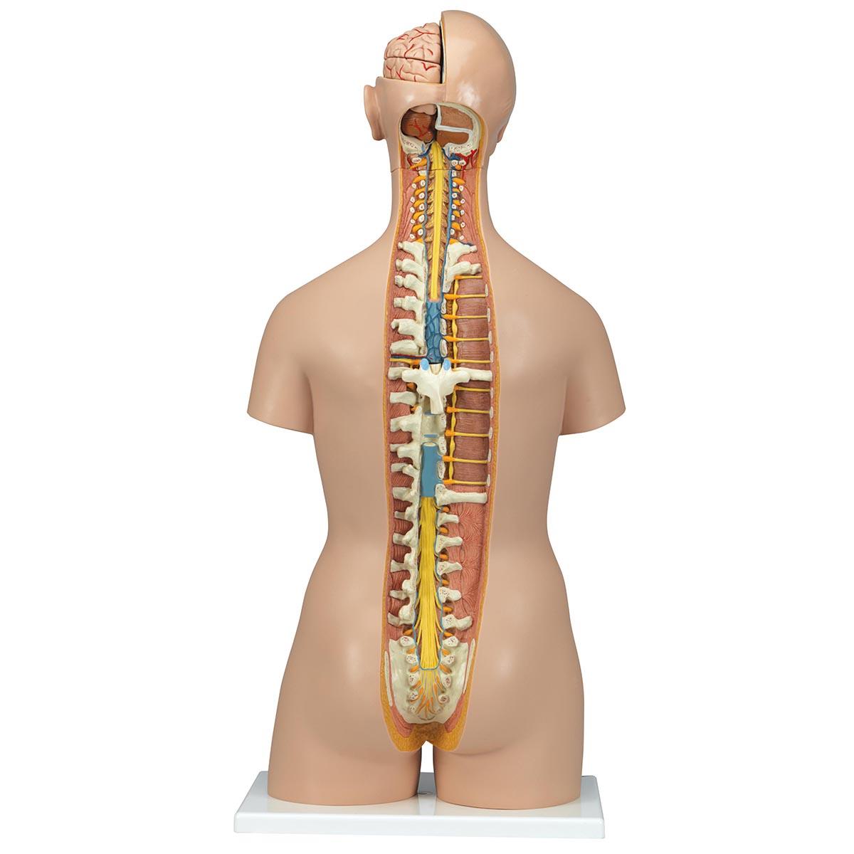 B19-1 Anatomické torzo: Klasické torzo bezpohlavní s odhalenou šíjí a zády, 18 dílů