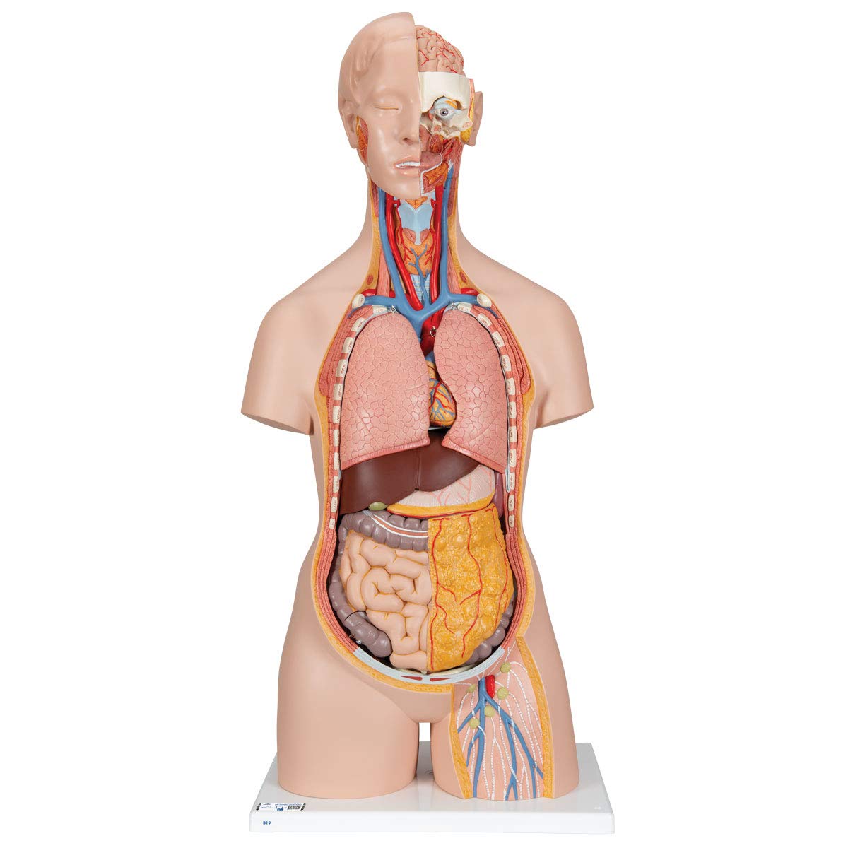B19-11 Anatomické torzo: Klasické torzo bezpohlavní s odhalenou šíjí a zády, 18 dílů