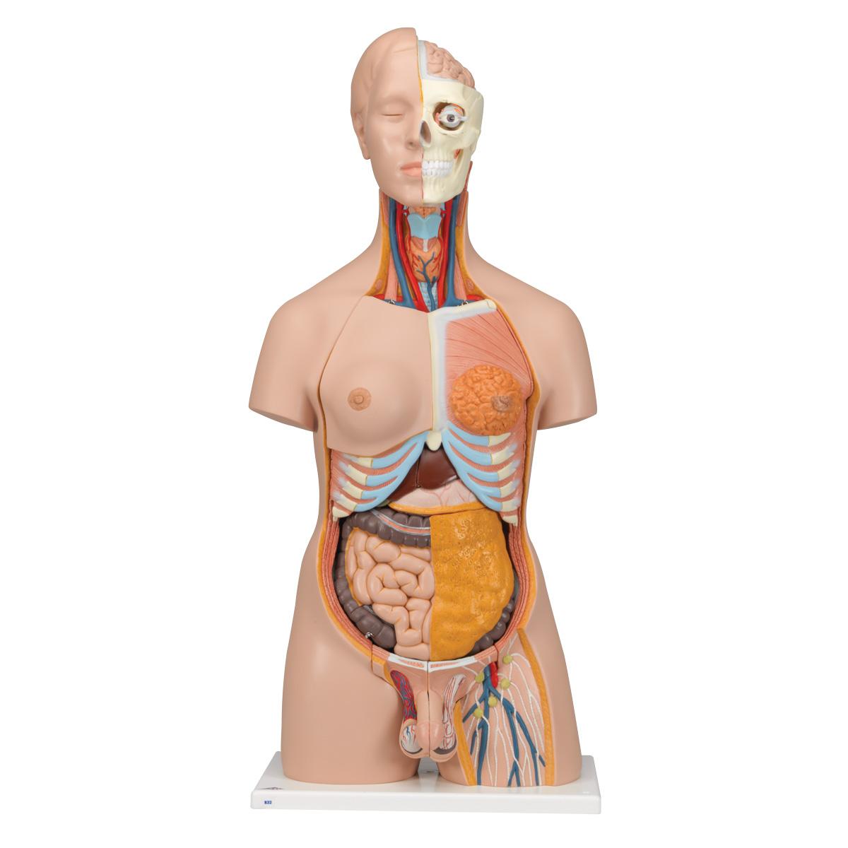 B32-1 Anatomické torzo: Luxusní oboupohlavní torzo, 20 dílů