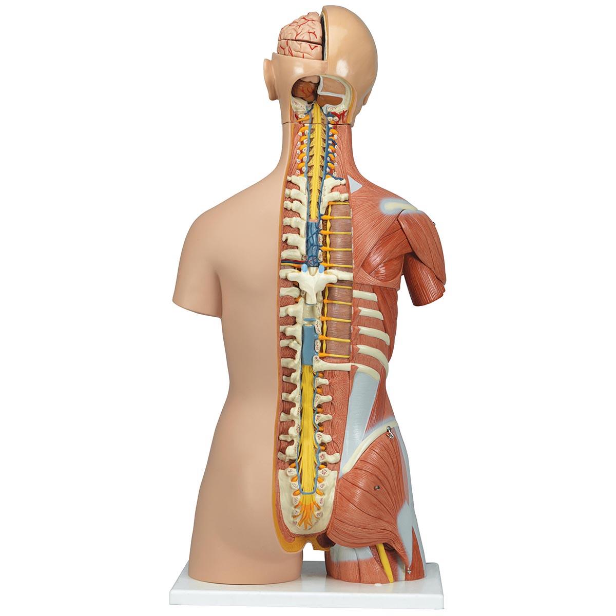 B40-1 Anatomické torzo: Luxusní svalové torzo oboupohlavní, 31 dílů