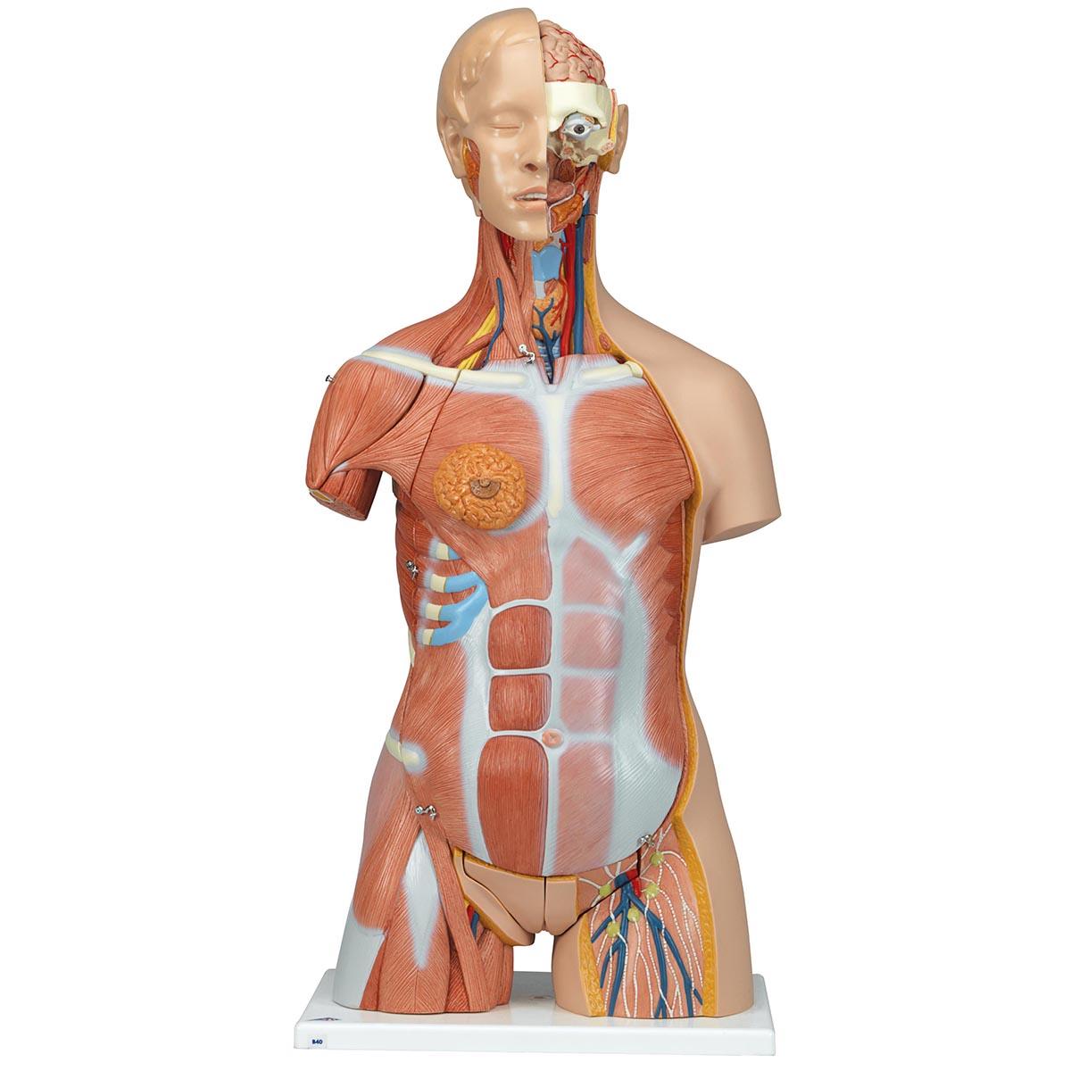 B40 Anatomické torzo: Luxusní svalové torzo oboupohlavní, 31 dílů