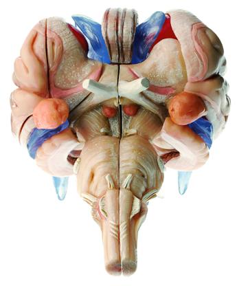 BS25-2T-14 Mozek, nervová soustava - Somso Modelle: Model mozkového kmene, 12 dílů