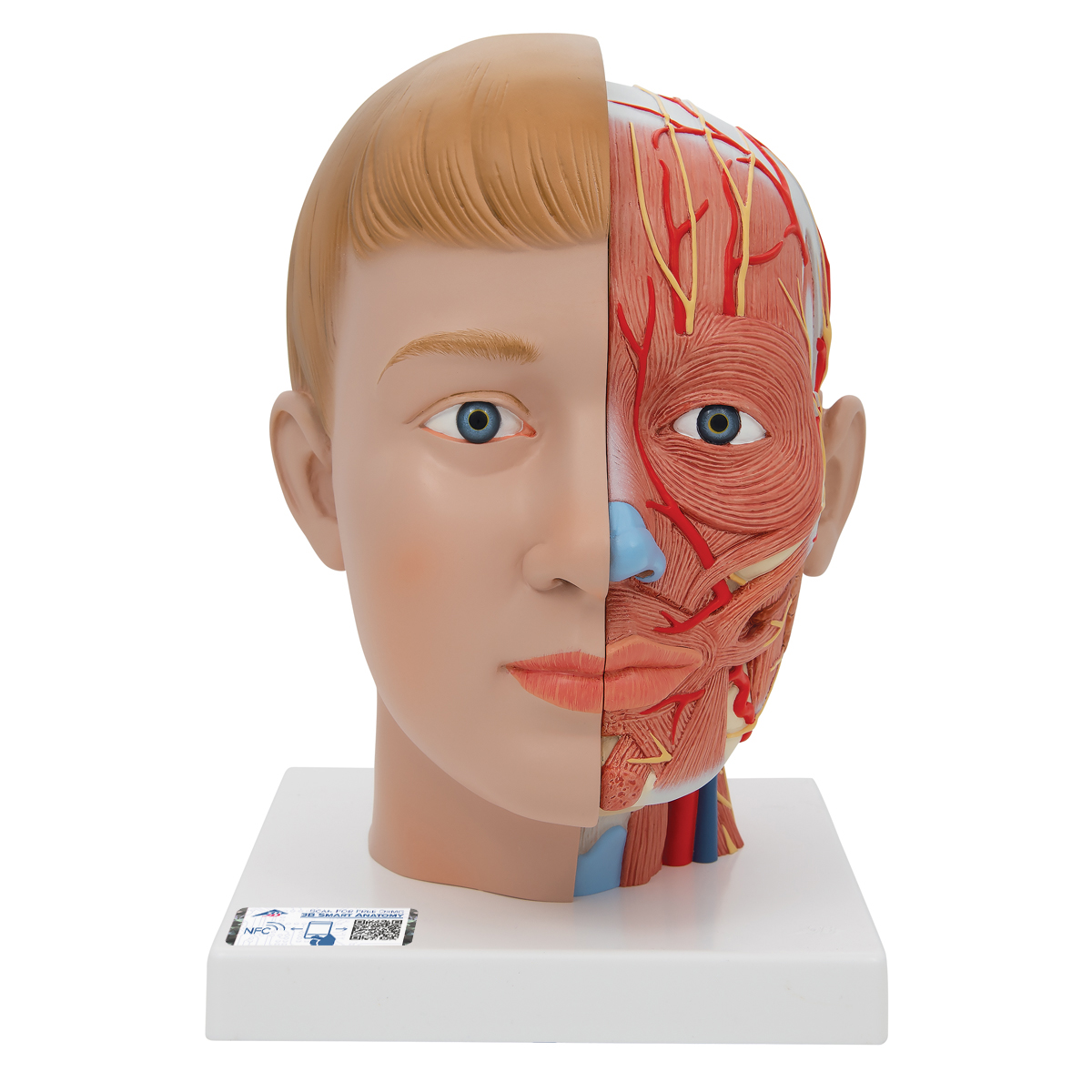 C07-1 Hlava: Model hlavy a krku, 4 díly