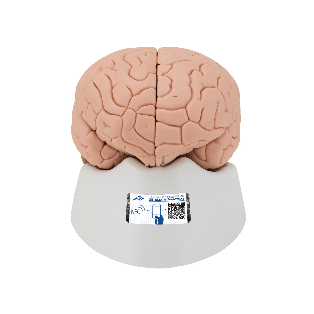 C15-1_01 Mozek, nervová soustava: Model mozku, 2 díly