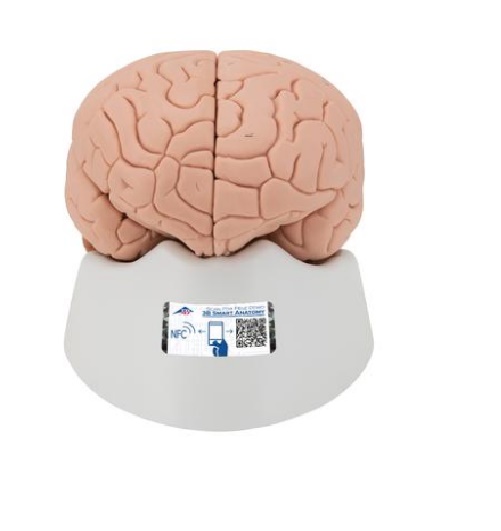 C15 Mozek, nervová soustava: Model mozku, 2 díly