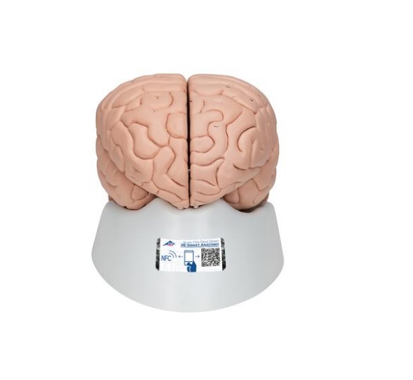 C17-1 Mozek, nervová soustava: Model mozku, 8 dílů