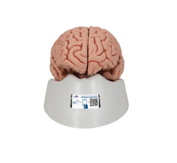 C18-1 Mozek, nervová soustava: Model mozku, 5 dílů