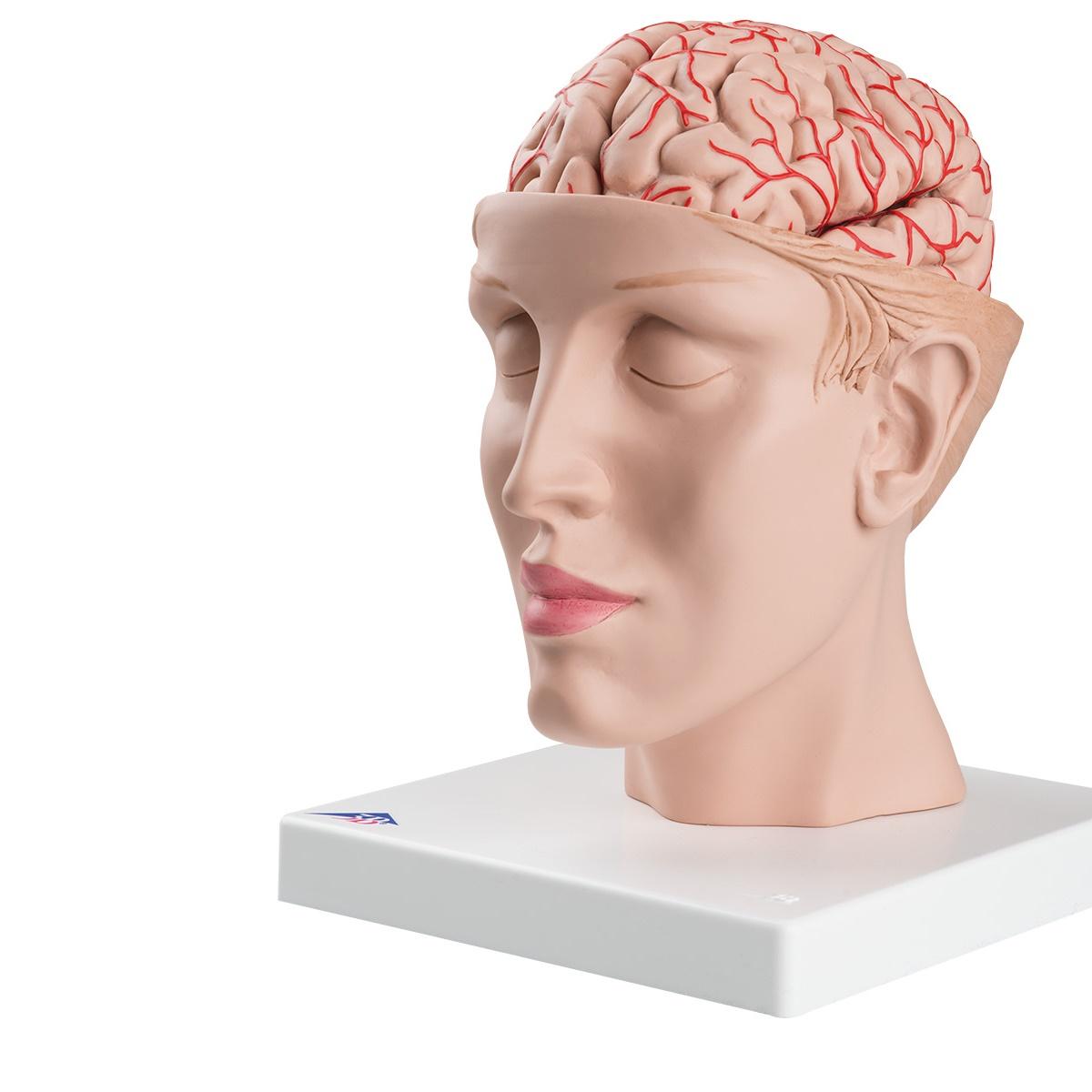 C25,, Mozek, nervová soustava: Model mozku s tepnami a hlavou, 8 dílů