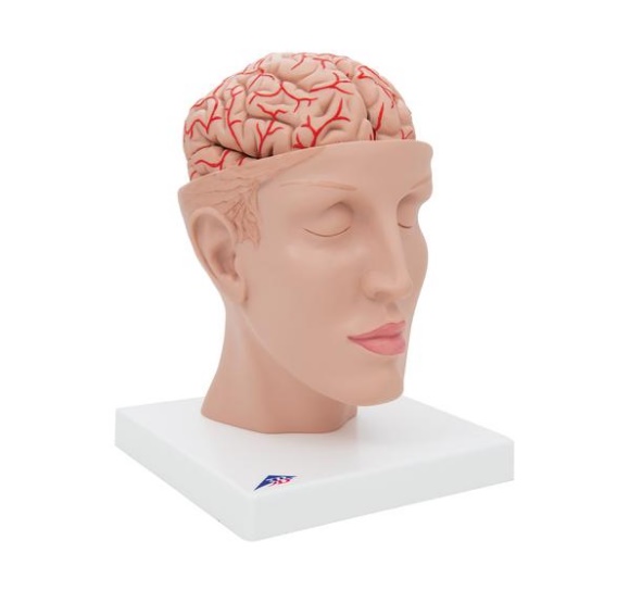 C25-2 Mozek, nervová soustava: Model mozku s tepnami a hlavou, 8 dílů
