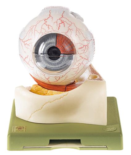 CS1-1 Oko - Somso Modelle: Model oka, 5x zvětšeno, 7 dílů