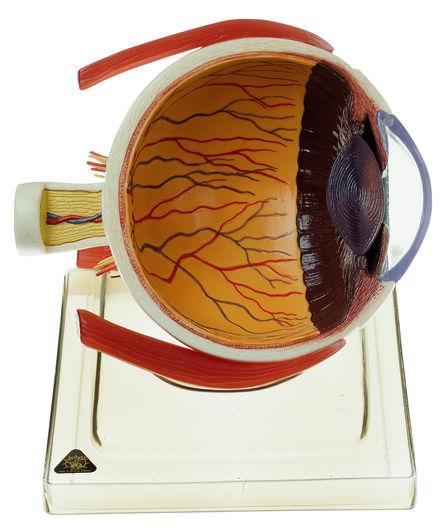 CS21-1-1 Oko - Somso Modelle: Pravá polovina lidského oka, 6x zvětšeno