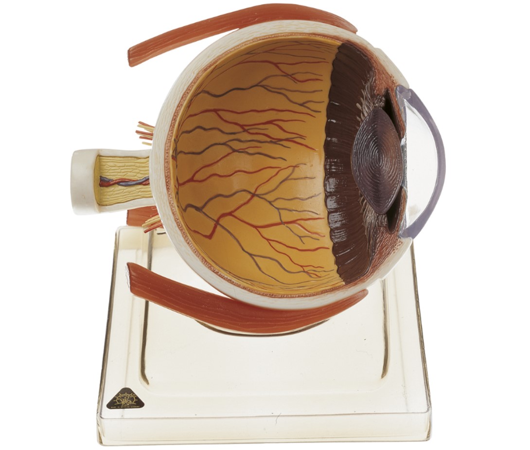 CS21-1-11 Oko - Somso Modelle: Pravá polovina lidského oka, 6x zvětšeno