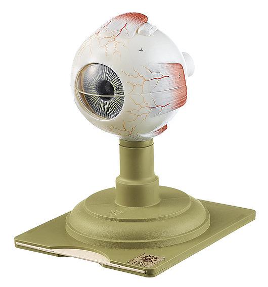 CS4-1 Oko - Somso Modelle: Model oka, 5x zvětšeno, 6 dílů