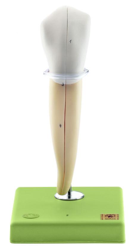 ES11-2-1 Zuby a čelist - Somso Modelle: Model dolního špičáku, cca 8x zvětšeno, 2 díly