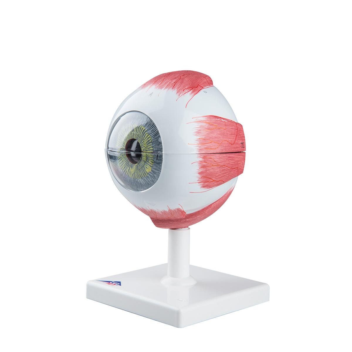 F10-1 Oko: Model oka, 5x zvětšeno, 6 dílů
