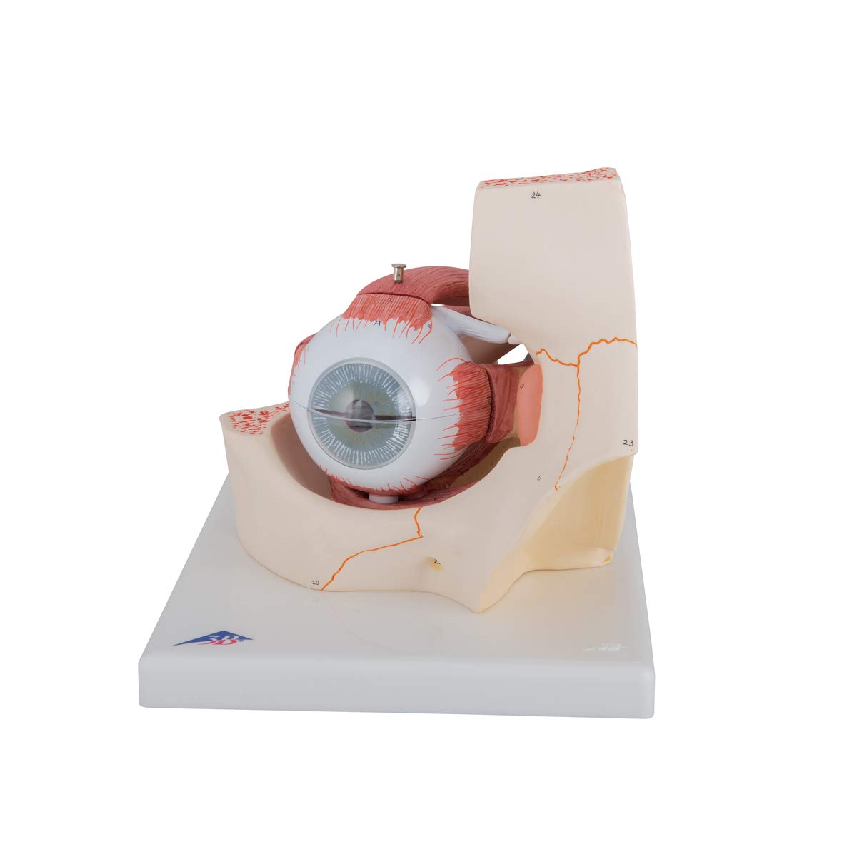 F13-3 Oko: Model oka, 3x zvětšeno, 7 dílů