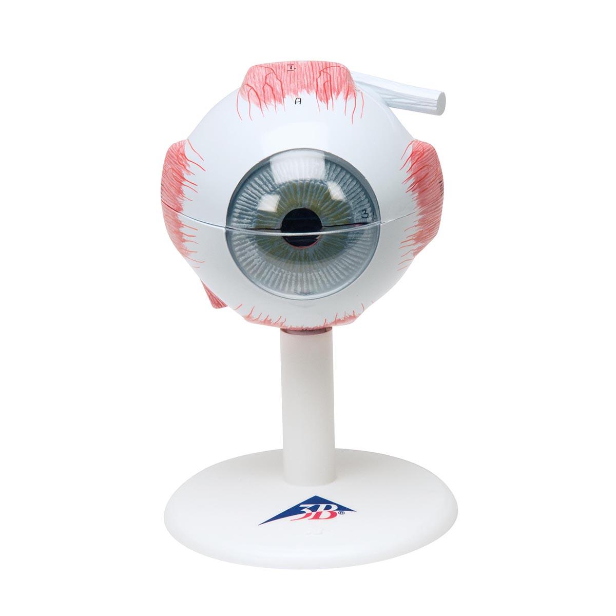 F15-0 Oko: Model oka, 3x zvětšeno, 6 dílů