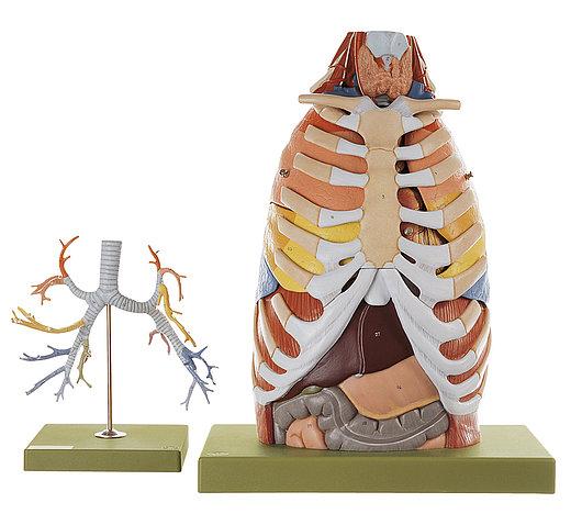 HS21-1 Plíce, Somso Modelle: Anatomie hrudníku
