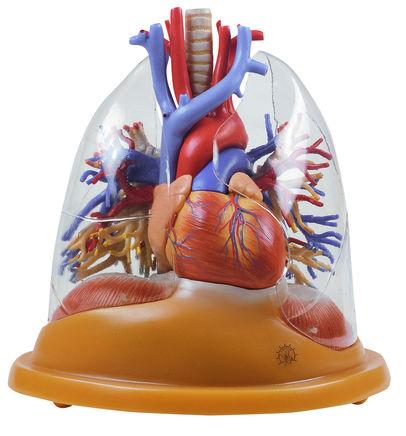 HS8-2-1 Plíce, Somso Modelle: Stolní model srdce a plic