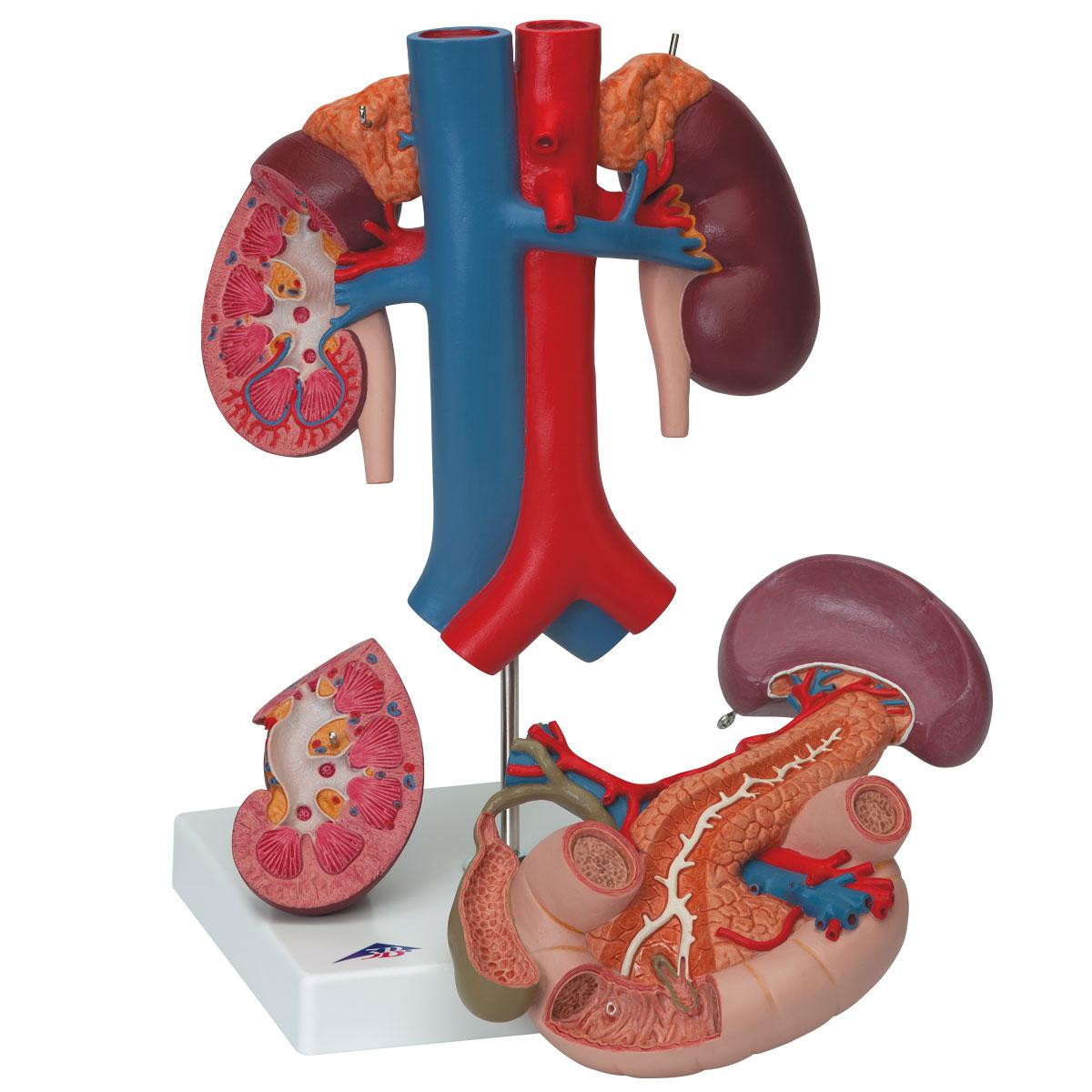 Trávící soustava - ostatní: Model ledviny se zadními orgány horní části ...