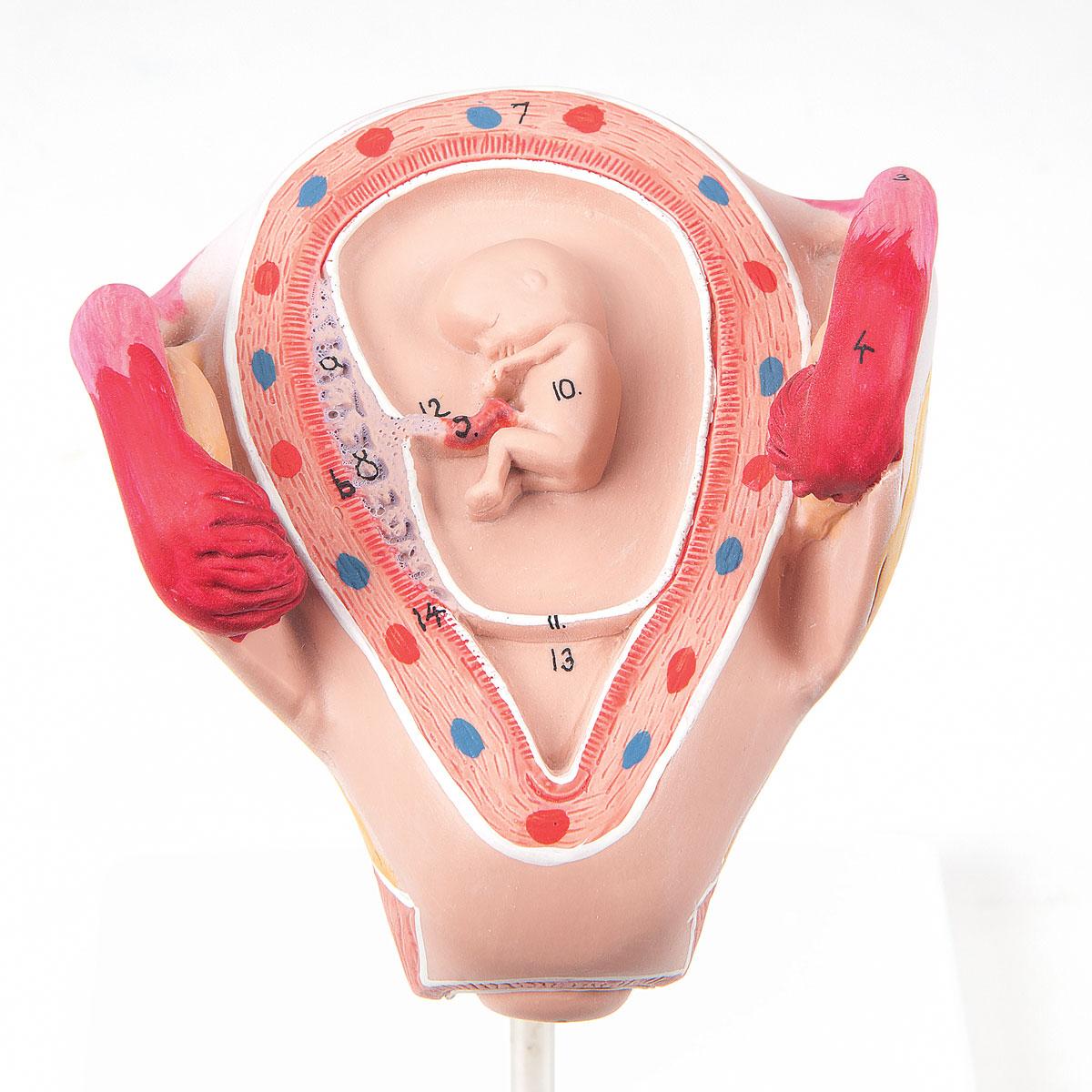 L10-2-1 Těhotenství, porod: Embryo 2. měsíc