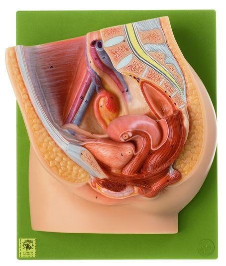 MS1-1 Pánev, pohlavní orgány - Somso Modelle: Mediální řez ženskou pánví, skutečná velikost, rektum, genitálie a močový měchýř jsou odnímatelné, 2 díly