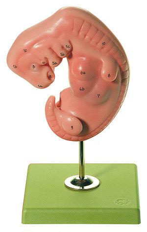 MS11-1 Těhotenství, porod - Somso Modelle: Embryo