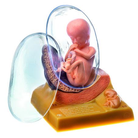 MS11-3-19 Těhotenství, porod - Somso Modelle: Lidské embryo ve třetím měsíci