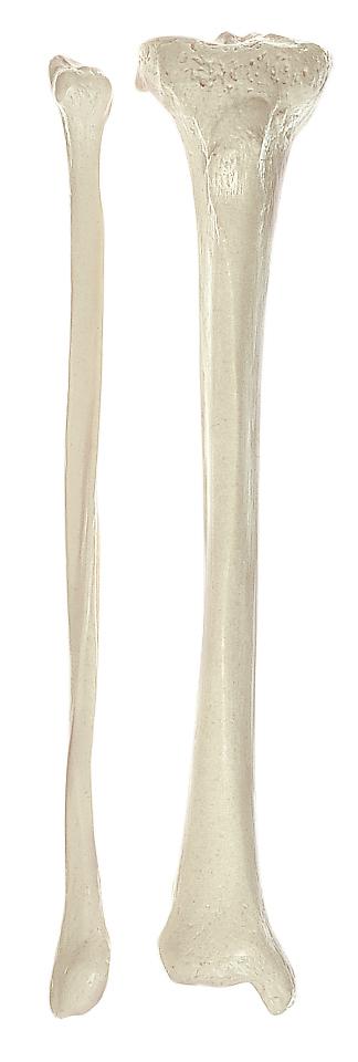 QS19-4-1 Kosti, části kostry - Somso Modelle: Kost holenní a lýtková