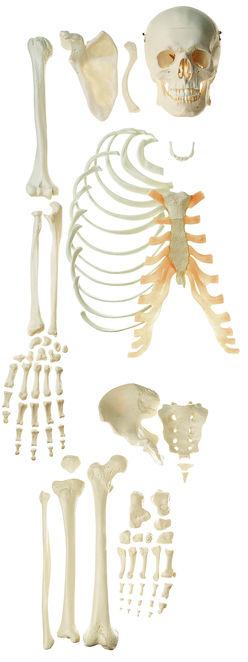 QS41-2-1 Kostra rozložená - Somso Modelle: Rozložená polovina lidské kostry