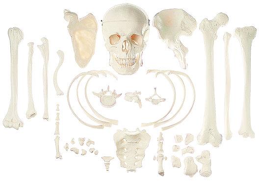 QS42-1 Kostra rozložená - Somso Modelle: Kolekce typických lidských kostí