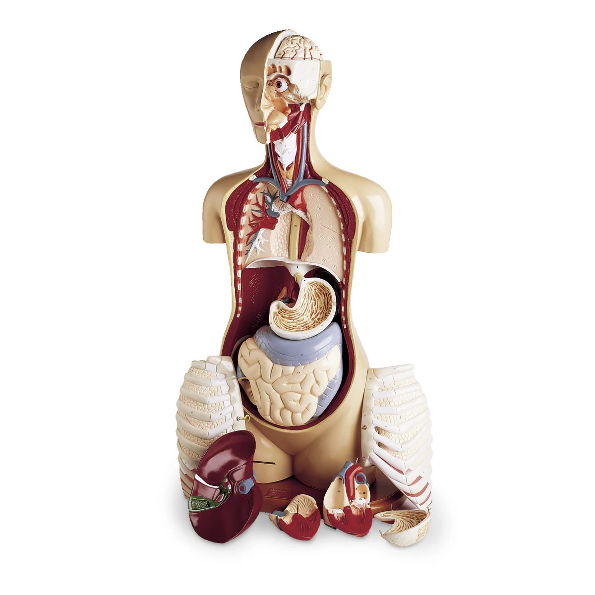 SB19109 Anatomické torzo: Torzo pokročilý model KnowBody
