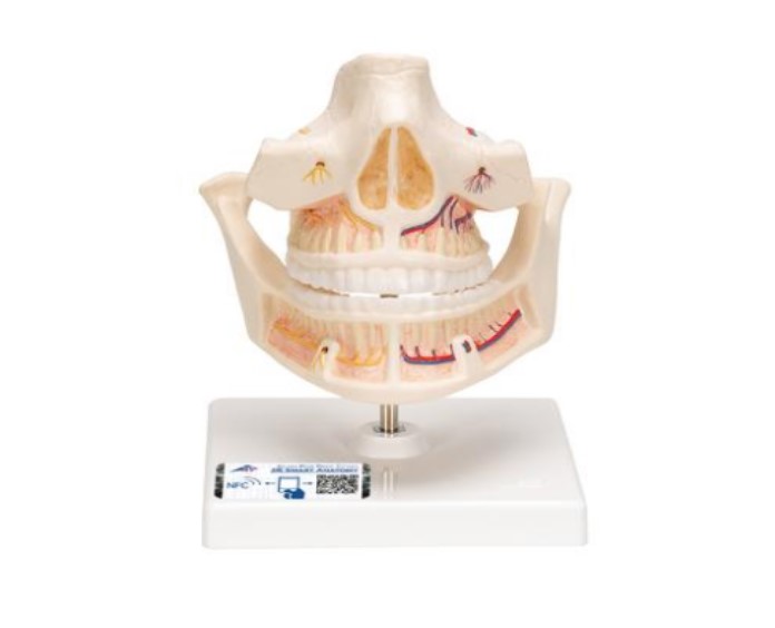 VE281-1 Zuby a čelist: Model chrupu dospělého